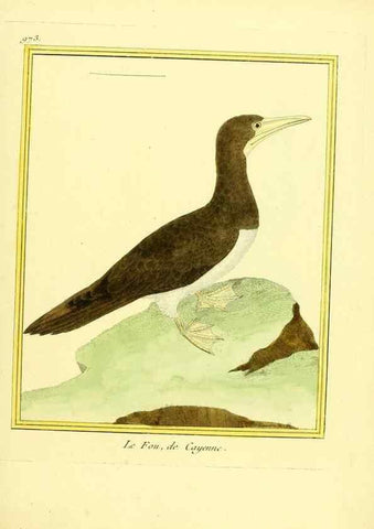 Reproducción/Reproduction 49640797452: Planches enluminées d'histoire naturelle. Paris? :s.n.,1765-1783?. 