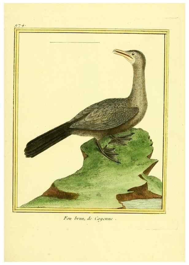 Reproducción/Reproduction 49640797762: Planches enluminées d'histoire naturelle. Paris? :s.n.,1765-1783?. 