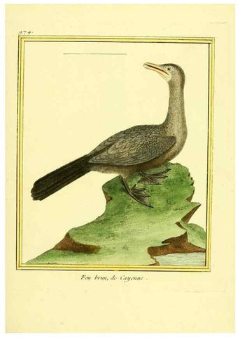 Reproducción/Reproduction 49640797762: Planches enluminées d'histoire naturelle. Paris? :s.n.,1765-1783?. 