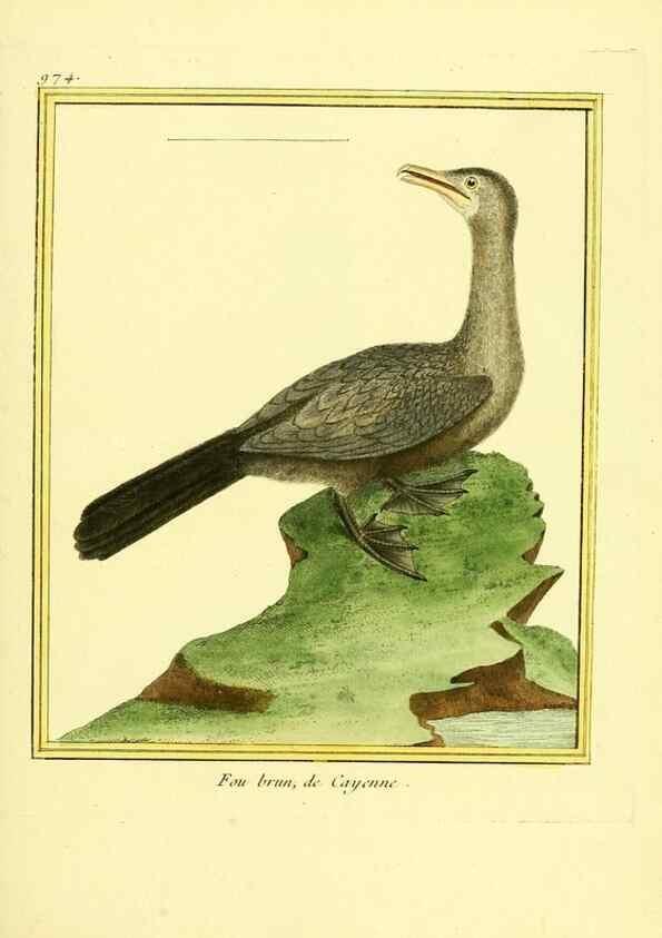 Reproducción/Reproduction 49640797762: Planches enluminées d'histoire naturelle. Paris? :s.n.,1765-1783?. 