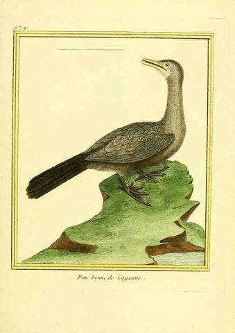 Reproducción/Reproduction 49640797762: Planches enluminées d'histoire naturelle. Paris? :s.n.,1765-1783?. 