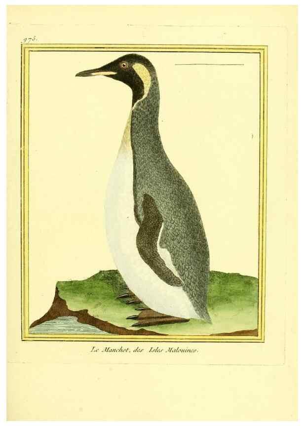 Reproducción/Reproduction 49640002073: Planches enluminées d'histoire naturelle. Paris? :s.n.,1765-1783?. 