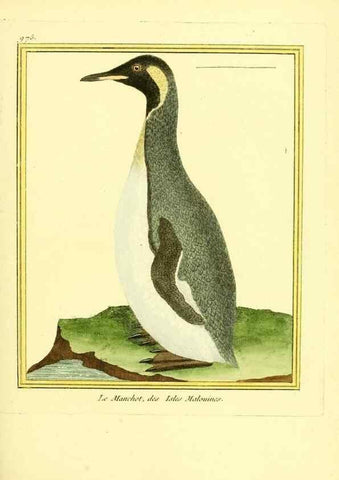 Reproducción/Reproduction 49640002073: Planches enluminées d'histoire naturelle. Paris? :s.n.,1765-1783?. 