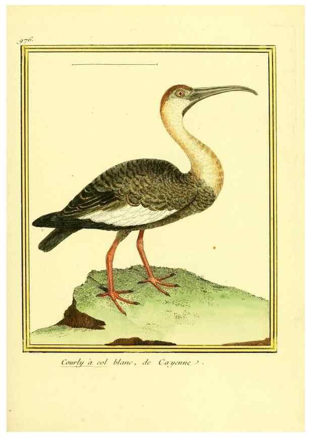Reproducción/Reproduction 49640798342: Planches enluminées d'histoire naturelle. Paris? :s.n.,1765-1783?. 