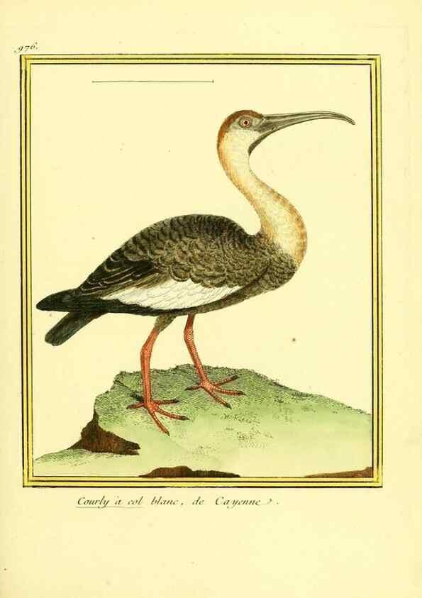 Reproducción/Reproduction 49640798342: Planches enluminées d'histoire naturelle. Paris? :s.n.,1765-1783?. 