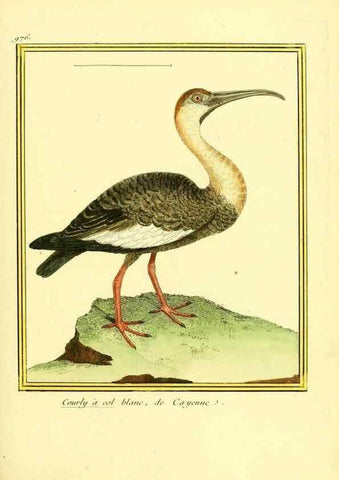 Reproducción/Reproduction 49640798342: Planches enluminées d'histoire naturelle. Paris? :s.n.,1765-1783?. 