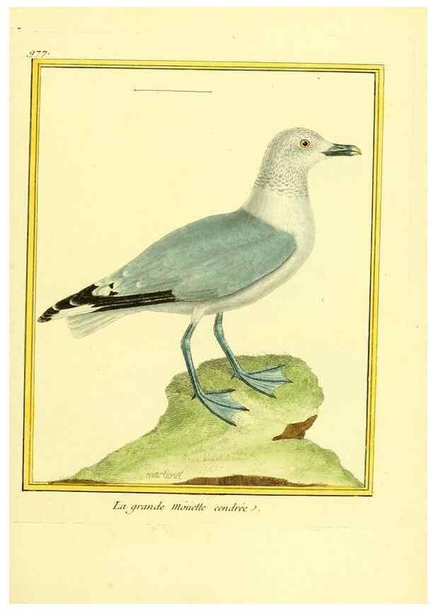 Reproducción/Reproduction 49640525726: Planches enluminées d'histoire naturelle. Paris? :s.n.,1765-1783?. 