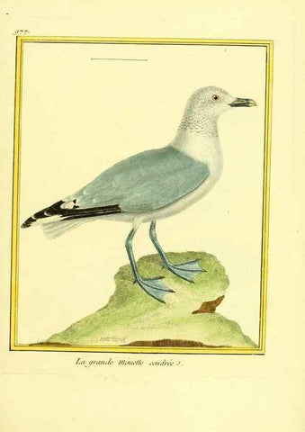 Reproducción/Reproduction 49640525726: Planches enluminées d'histoire naturelle. Paris? :s.n.,1765-1783?. 