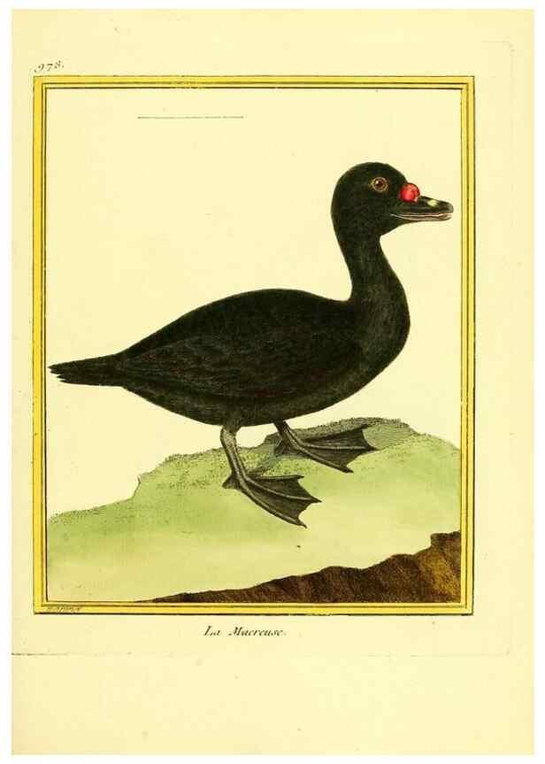 Reproducción/Reproduction 49640526011: Planches enluminées d'histoire naturelle. Paris? :s.n.,1765-1783?. 