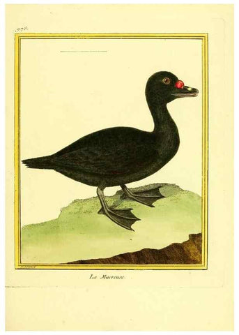 Reproducción/Reproduction 49640526011: Planches enluminées d'histoire naturelle. Paris? :s.n.,1765-1783?. 