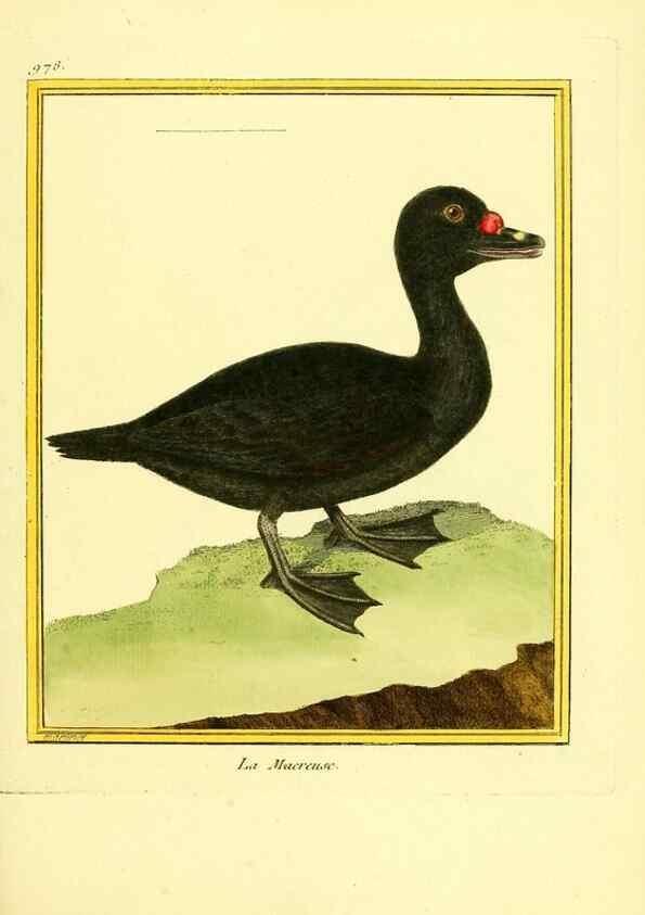 Reproducción/Reproduction 49640526011: Planches enluminées d'histoire naturelle. Paris? :s.n.,1765-1783?. 