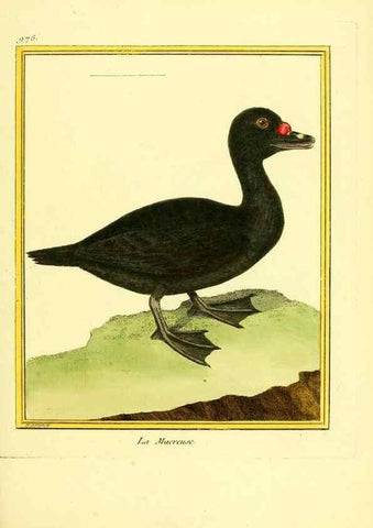 Reproducción/Reproduction 49640526011: Planches enluminées d'histoire naturelle. Paris? :s.n.,1765-1783?. 