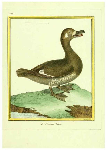 Reproducción/Reproduction 49640011323: Planches enluminées d'histoire naturelle. Paris? :s.n.,1765-1783?. 