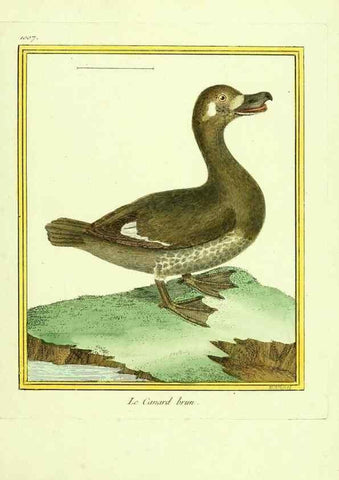Reproducción/Reproduction 49640011323: Planches enluminées d'histoire naturelle. Paris? :s.n.,1765-1783?. 