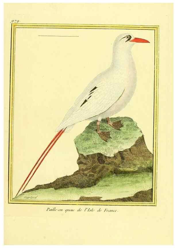 Reproducción/Reproduction 49640799687: Planches enluminées d'histoire naturelle. Paris? :s.n.,1765-1783?. 