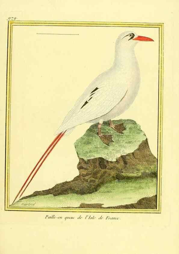 Reproducción/Reproduction 49640799687: Planches enluminées d'histoire naturelle. Paris? :s.n.,1765-1783?. 