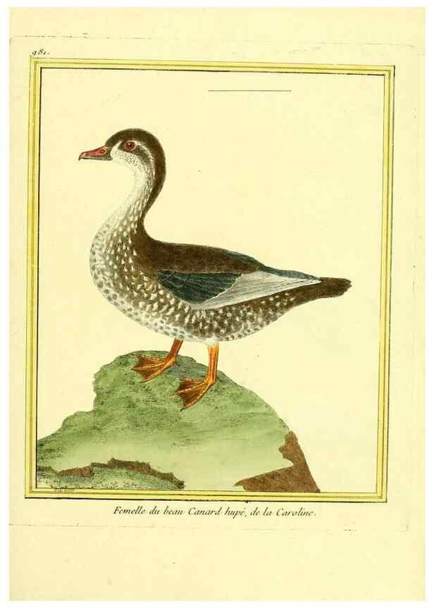 Reproducción/Reproduction 49640527281: Planches enluminées d'histoire naturelle. Paris? :s.n.,1765-1783?. 