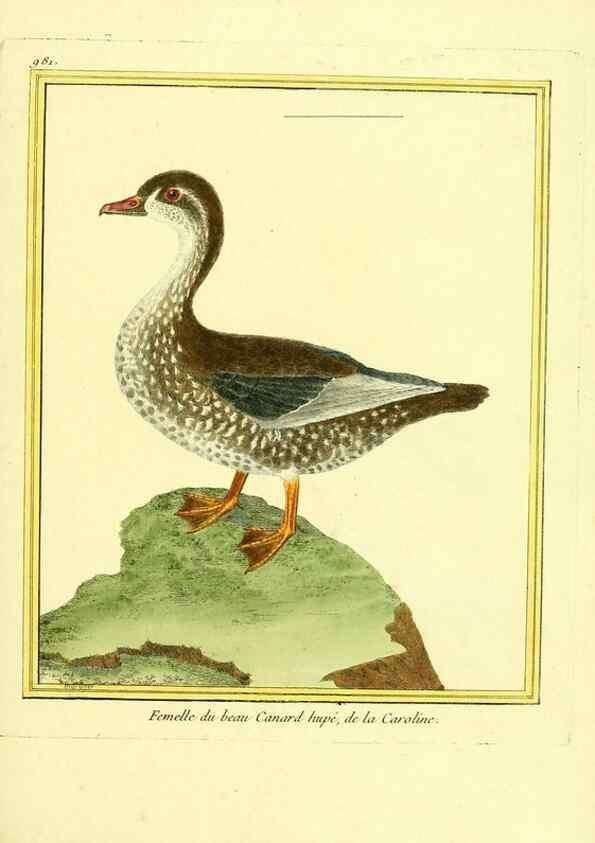 Reproducción/Reproduction 49640527281: Planches enluminées d'histoire naturelle. Paris? :s.n.,1765-1783?. 