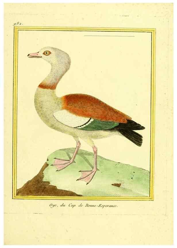 Reproducción/Reproduction 49640527541: Planches enluminées d'histoire naturelle. Paris? :s.n.,1765-1783?. 