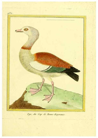 Reproducción/Reproduction 49640527541: Planches enluminées d'histoire naturelle. Paris? :s.n.,1765-1783?. 