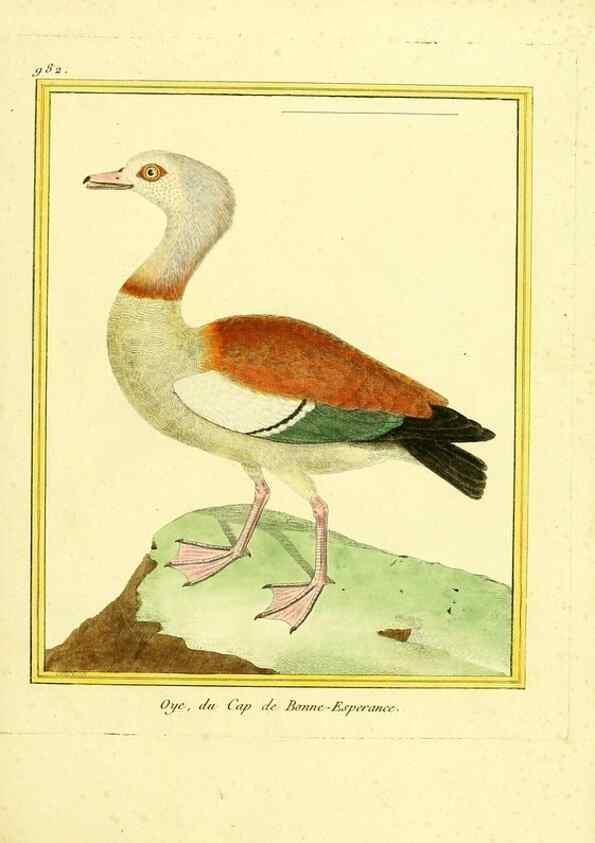 Reproducción/Reproduction 49640527541: Planches enluminées d'histoire naturelle. Paris? :s.n.,1765-1783?. 