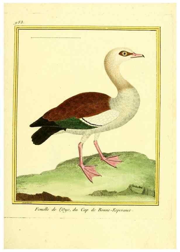 Reproducción/Reproduction 49640004588: Planches enluminées d'histoire naturelle. Paris? :s.n.,1765-1783?. 