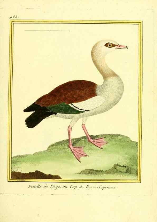 Reproducción/Reproduction 49640004588: Planches enluminées d'histoire naturelle. Paris? :s.n.,1765-1783?. 