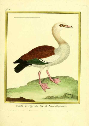 Reproducción/Reproduction 49640004588: Planches enluminées d'histoire naturelle. Paris? :s.n.,1765-1783?. 