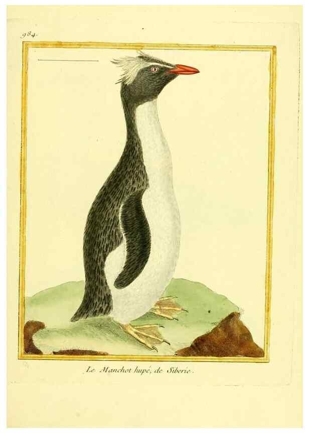 Reproducción/Reproduction 49640801142: Planches enluminées d'histoire naturelle. Paris? :s.n.,1765-1783?. 