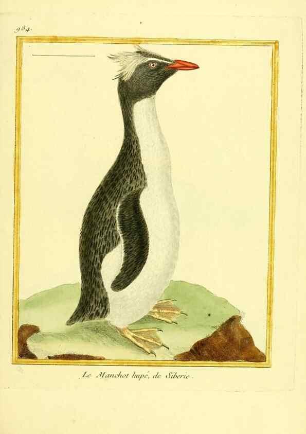 Reproducción/Reproduction 49640801142: Planches enluminées d'histoire naturelle. Paris? :s.n.,1765-1783?. 