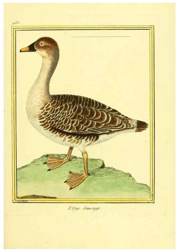 Reproducción/Reproduction 49640528251: Planches enluminées d'histoire naturelle. Paris? :s.n.,1765-1783?. 