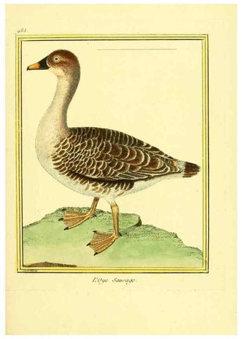 Reproducción/Reproduction 49640528251: Planches enluminées d'histoire naturelle. Paris? :s.n.,1765-1783?. 