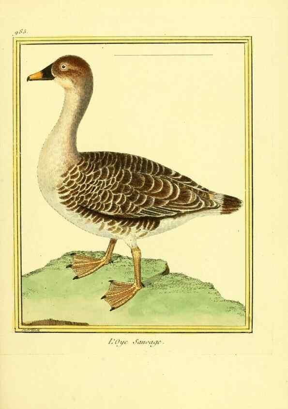 Reproducción/Reproduction 49640528251: Planches enluminées d'histoire naturelle. Paris? :s.n.,1765-1783?. 