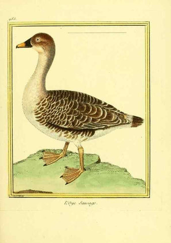 Reproducción/Reproduction 49640528251: Planches enluminées d'histoire naturelle. Paris? :s.n.,1765-1783?. 