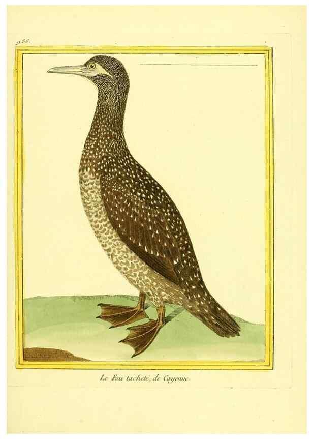 Reproducción/Reproduction 49640005463: Planches enluminées d'histoire naturelle. Paris? :s.n.,1765-1783?. 