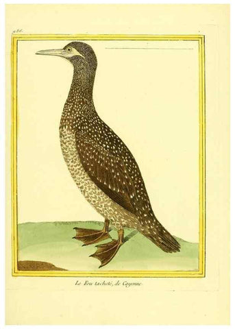 Reproducción/Reproduction 49640005463: Planches enluminées d'histoire naturelle. Paris? :s.n.,1765-1783?. 
