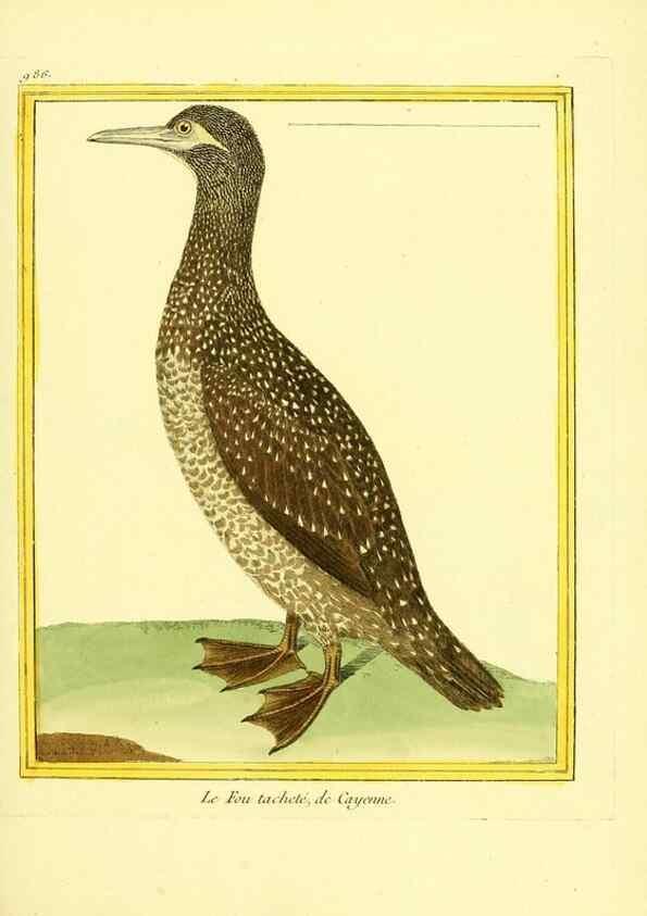 Reproducción/Reproduction 49640005463: Planches enluminées d'histoire naturelle. Paris? :s.n.,1765-1783?. 