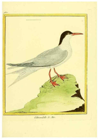 Reproducción/Reproduction 49640005728: Planches enluminées d'histoire naturelle. Paris? :s.n.,1765-1783?. 