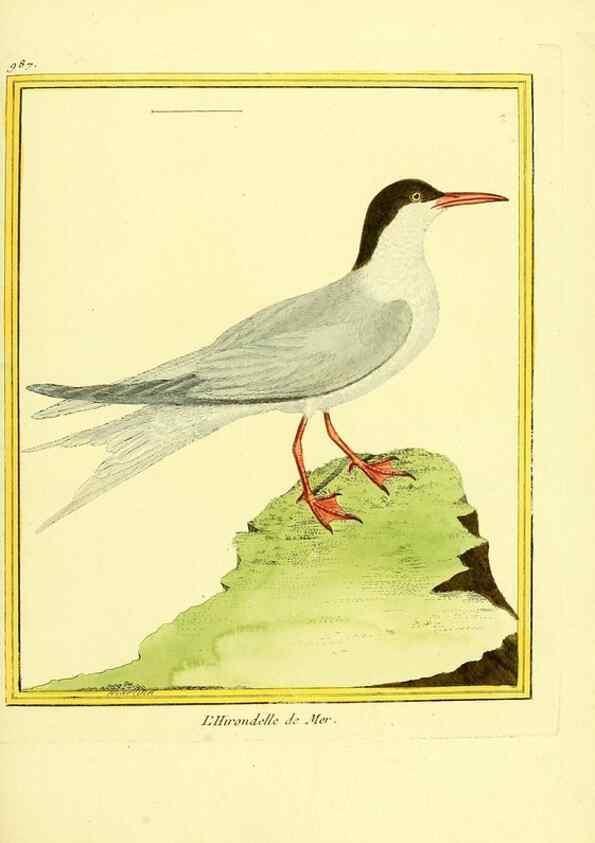 Reproducción/Reproduction 49640005728: Planches enluminées d'histoire naturelle. Paris? :s.n.,1765-1783?. 
