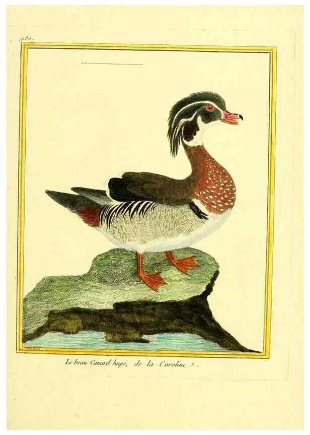 Reproducción/Reproduction 49640800087: Planches enluminées d'histoire naturelle. Paris? :s.n.,1765-1783?. 