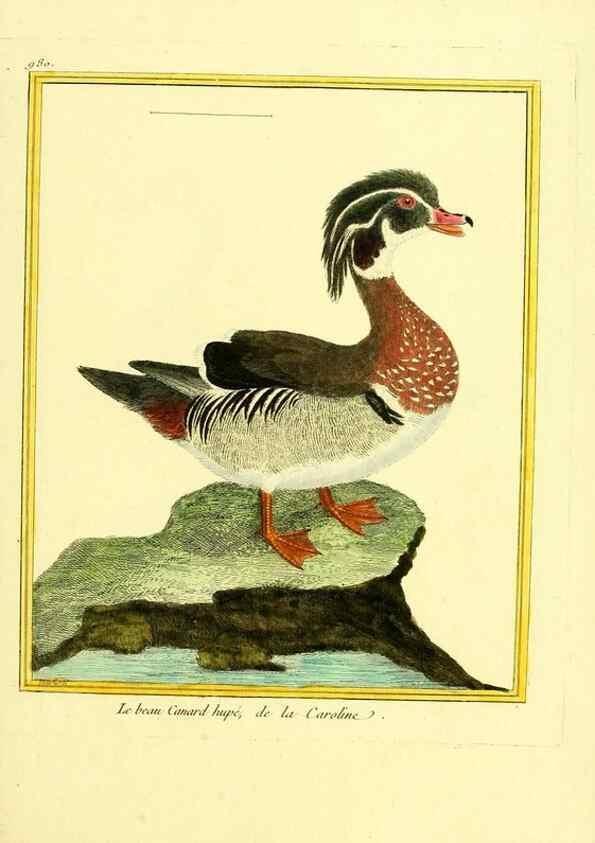 Reproducción/Reproduction 49640800087: Planches enluminées d'histoire naturelle. Paris? :s.n.,1765-1783?. 