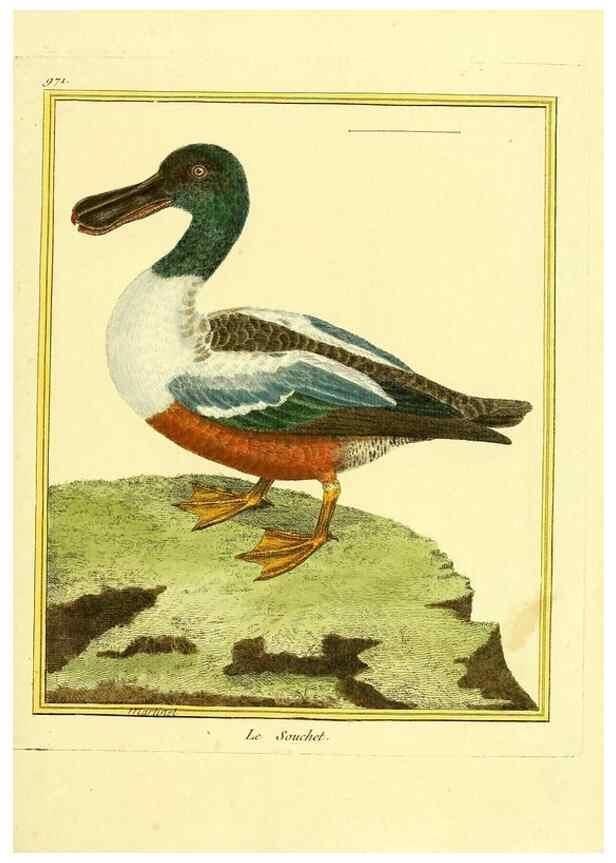 Reproducción/Reproduction 49640001003: Planches enluminées d'histoire naturelle. Paris? :s.n.,1765-1783?. 