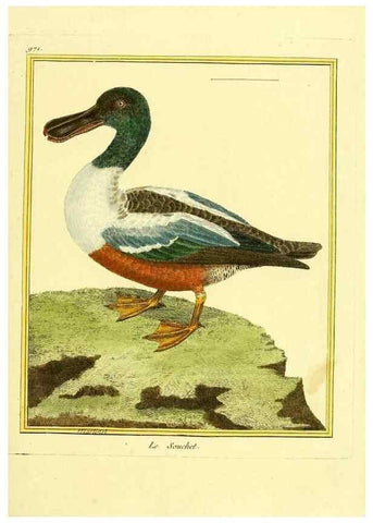 Reproducción/Reproduction 49640001003: Planches enluminées d'histoire naturelle. Paris? :s.n.,1765-1783?. 