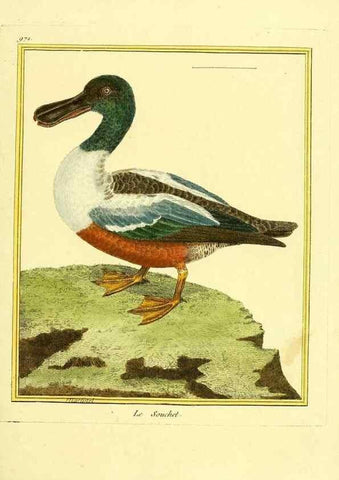 Reproducción/Reproduction 49640001003: Planches enluminées d'histoire naturelle. Paris? :s.n.,1765-1783?. 