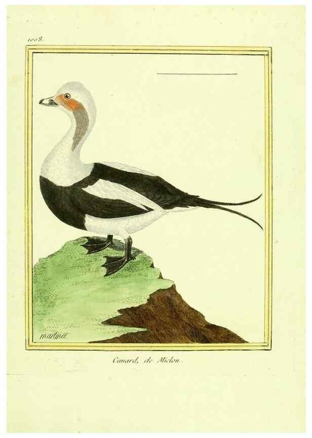 Reproducción/Reproduction 49640534641: Planches enluminées d'histoire naturelle. Paris? :s.n.,1765-1783?. 