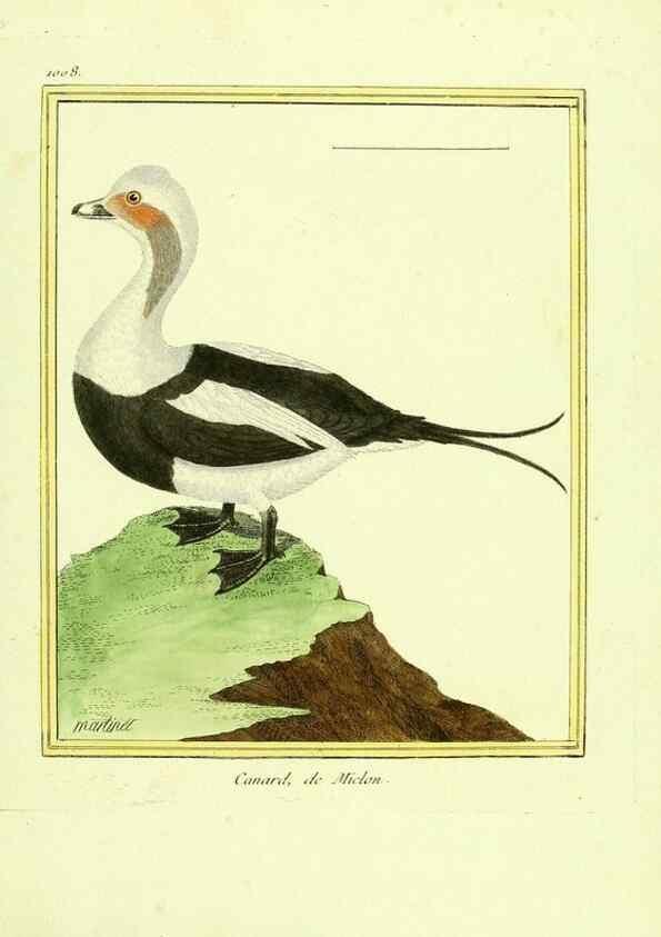 Reproducción/Reproduction 49640534641: Planches enluminées d'histoire naturelle. Paris? :s.n.,1765-1783?. 