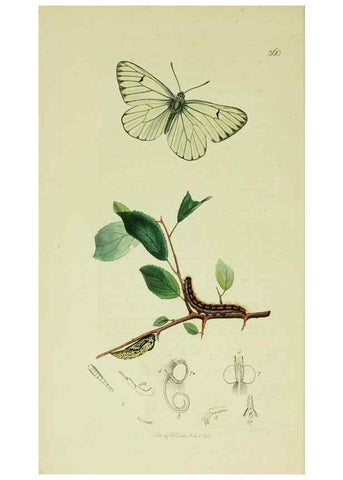 Reproducción/Reproduction 49640964007: British entomology :. London,Printed for the author,1823-1840 [i.e. 1840].. 