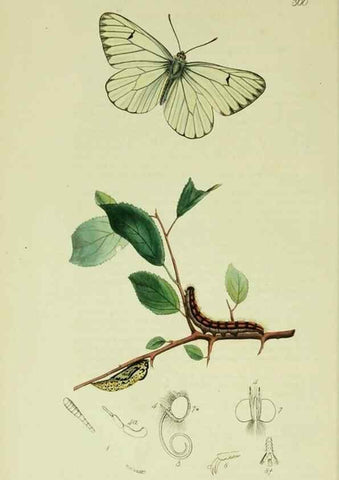 Reproducción/Reproduction 49640964007: British entomology :. London,Printed for the author,1823-1840 [i.e. 1840].. 
