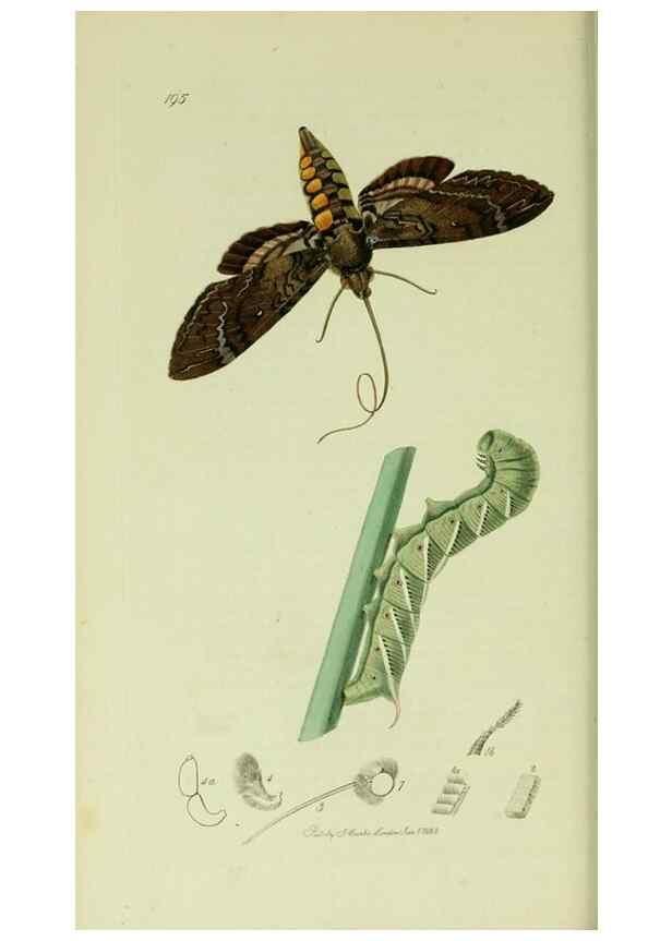 Reproducción/Reproduction 49640174343: British entomology :. London,Printed for the author,1823-1840 [i.e. 1840].. 