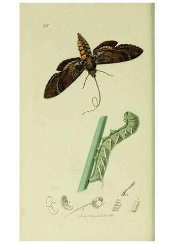 Reproducción/Reproduction 49640174343: British entomology :. London,Printed for the author,1823-1840 [i.e. 1840].. 